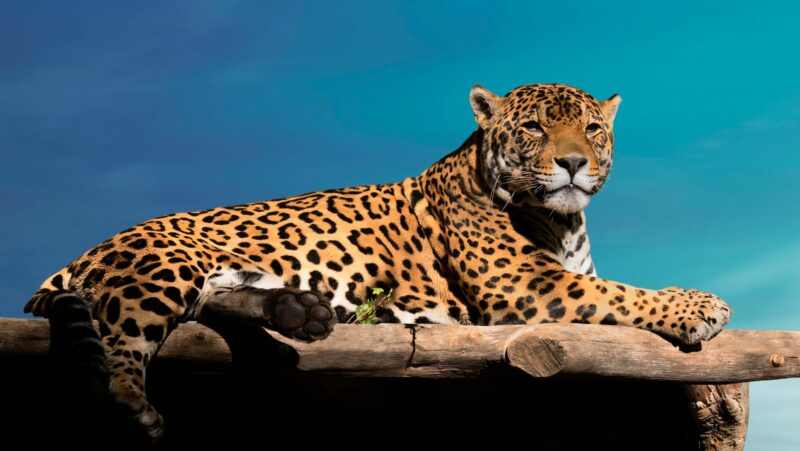 cat:cn2xawwkggq= jaguar