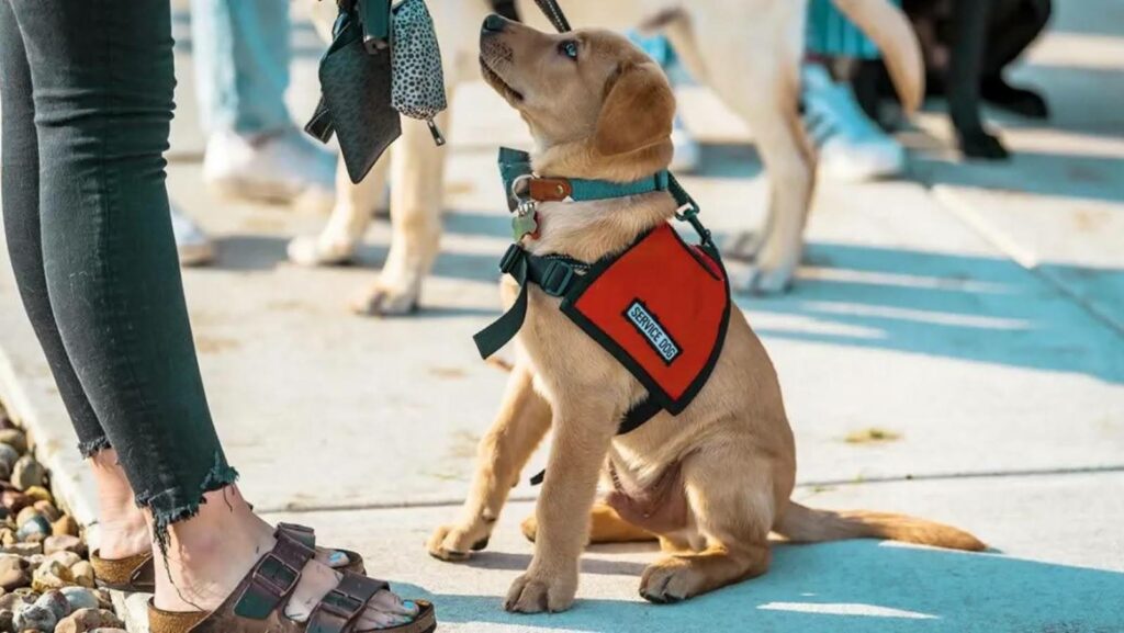 dog wearing service dog vest