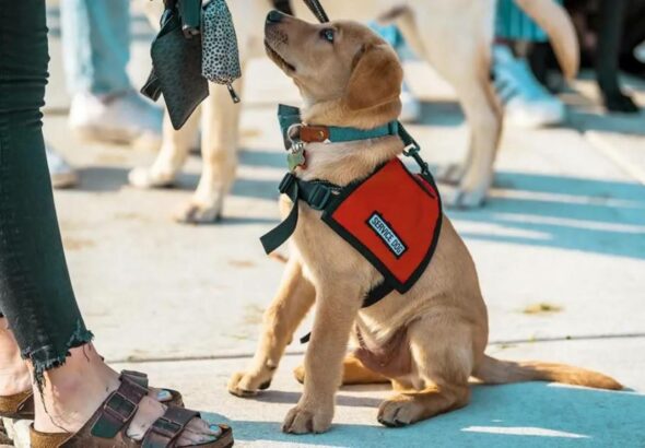 dog wearing service dog vest